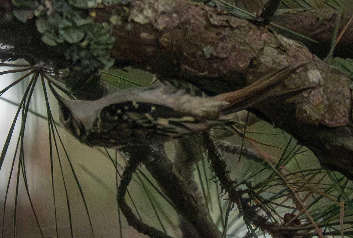 Brown Creeper - ML643320187