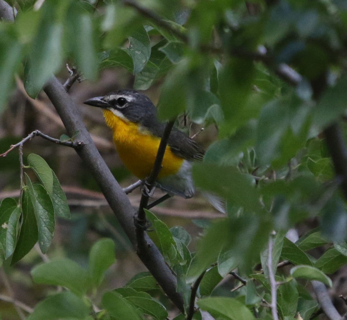 Yellow-breasted Chat - ML643320188