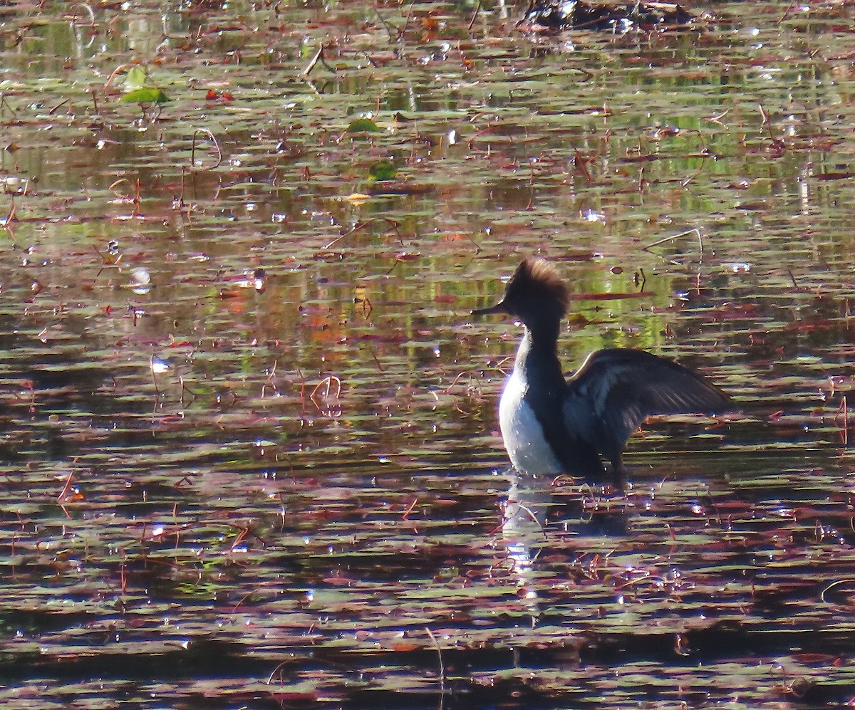 Hooded Merganser - ML643320190