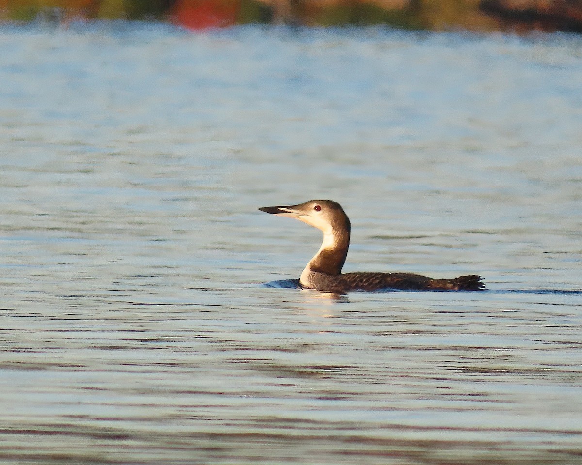 Common Loon - ML643320221