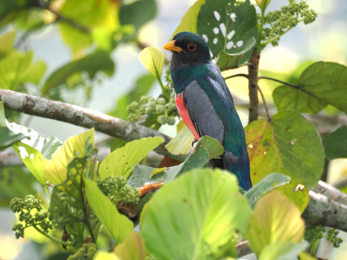 trogon volavý - ML643320234