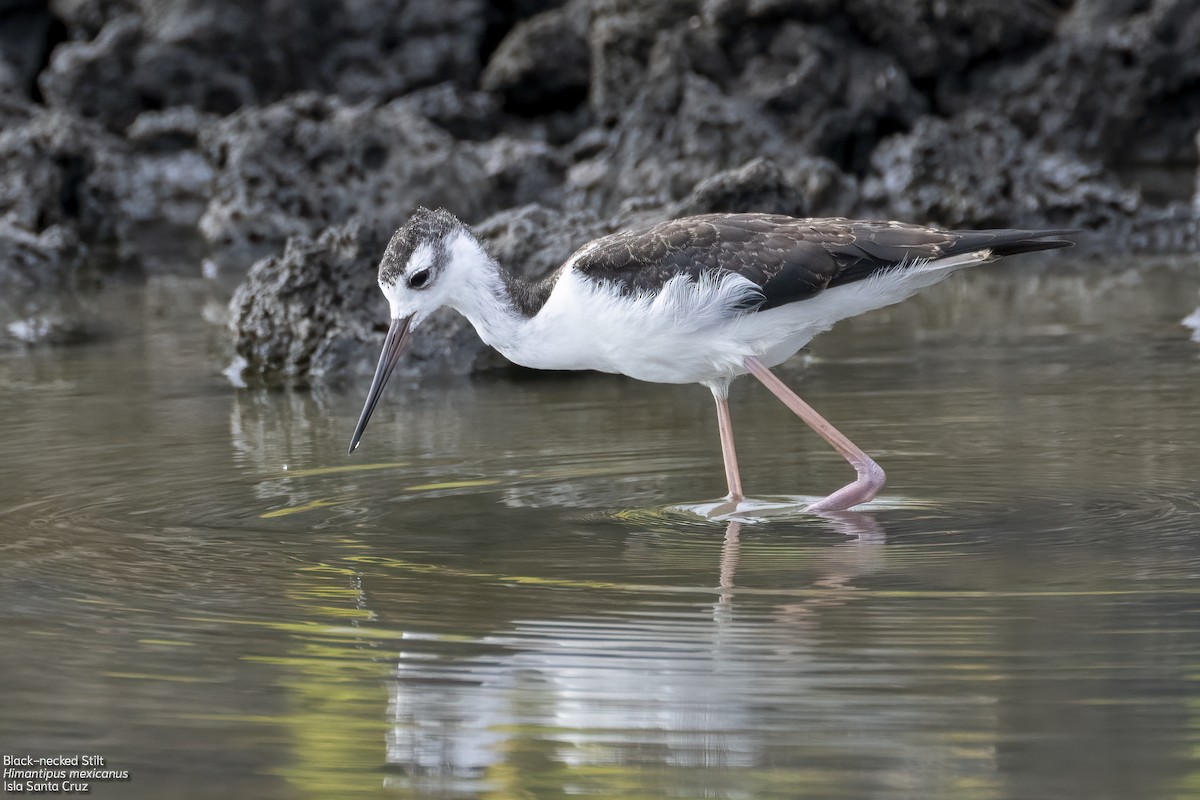 Black-necked Stilt - ML643320235