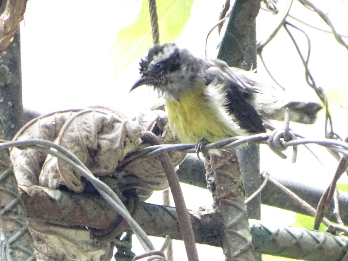 Bananaquit - ML643320242