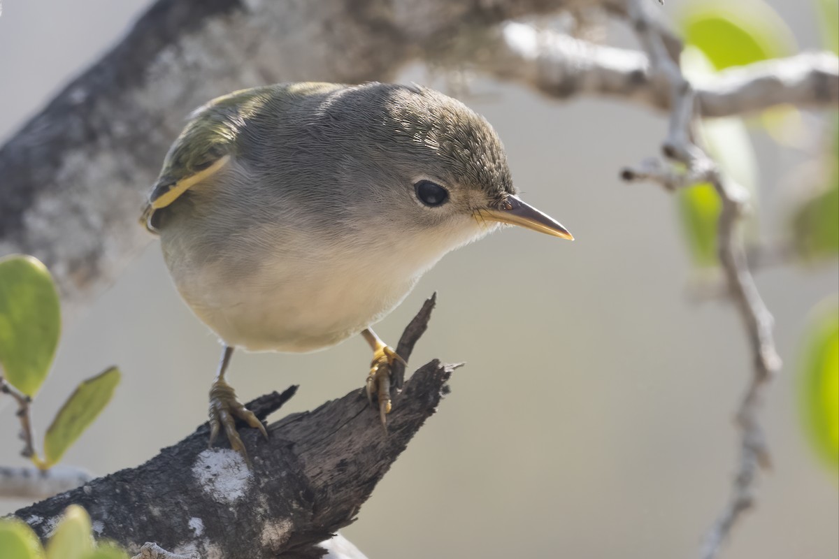 Yellow Warbler (Mangrove) - ML643320261