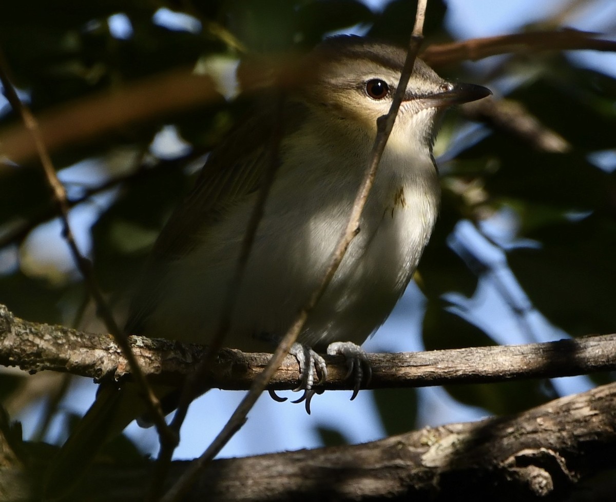 Vireo begigorria - ML643320263