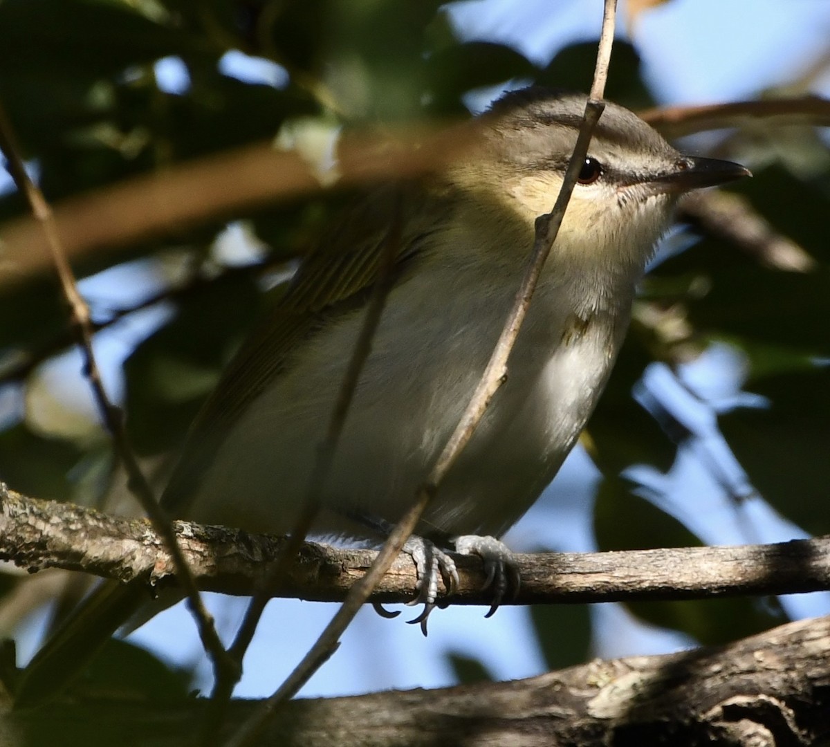 Vireo begigorria - ML643320264