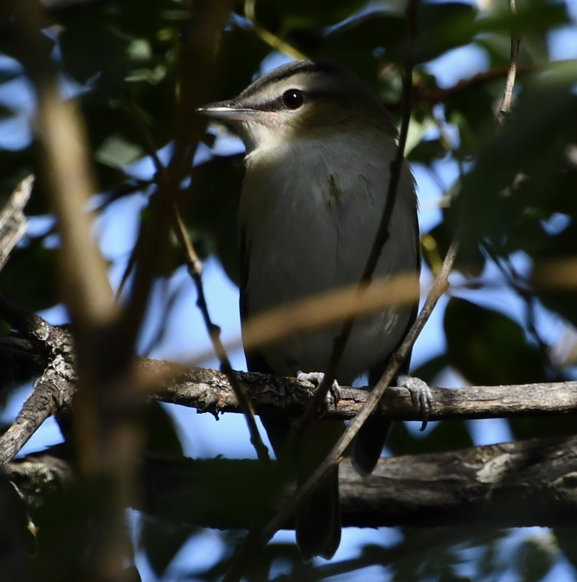 Vireo begigorria - ML643320265