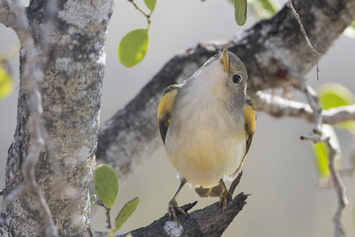 Yellow Warbler (Mangrove) - ML643320271