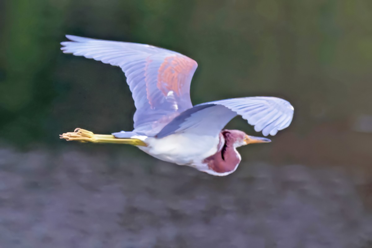 Tricolored Heron - ML643320283