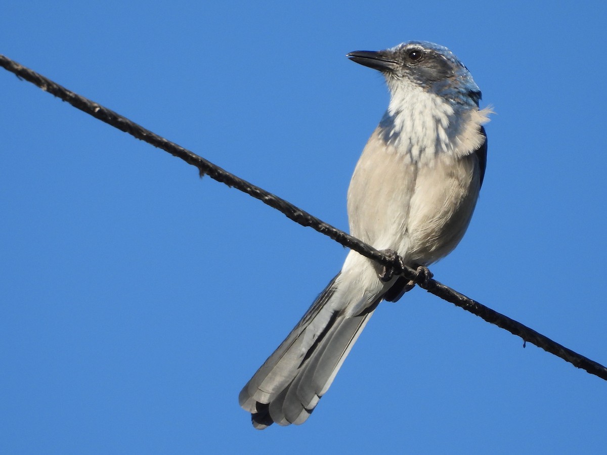 California Scrub-Jay - ML643320285