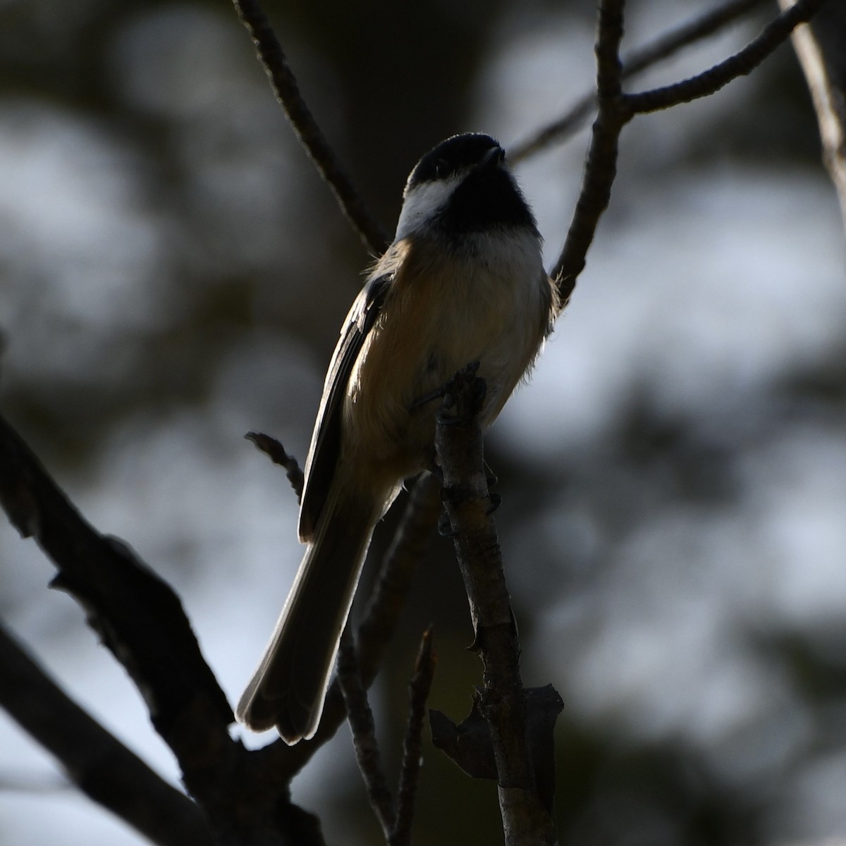 Black-capped Chickadee - ML643320304