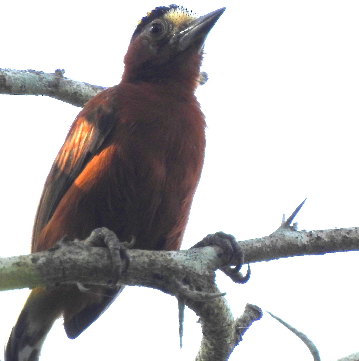 Chestnut Piculet - ML643320328