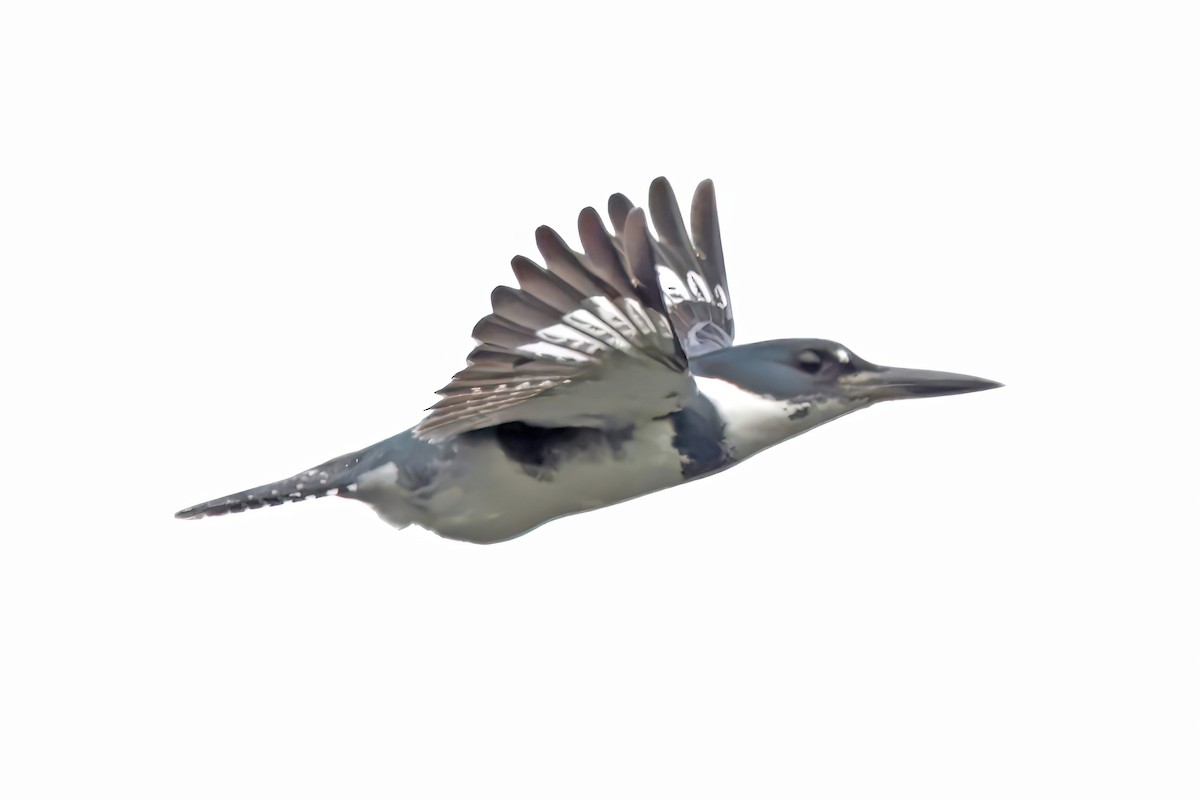 Belted Kingfisher - ML643320342
