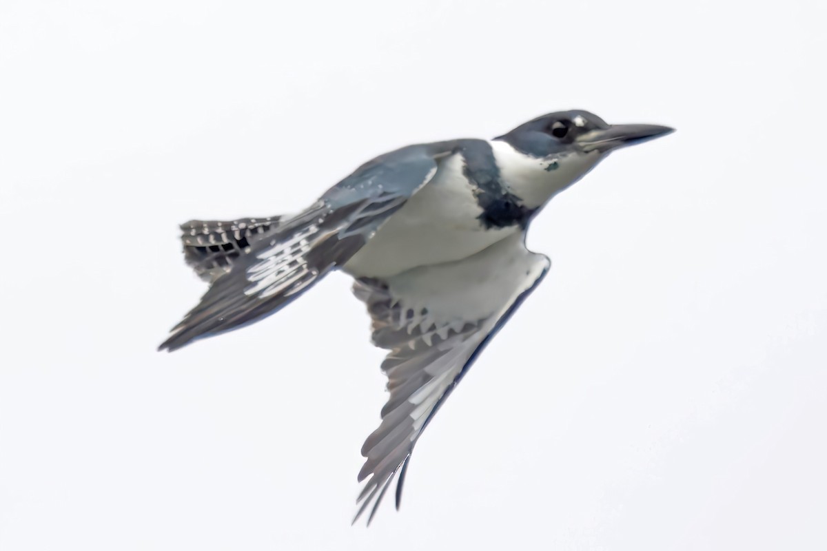 Belted Kingfisher - ML643320344
