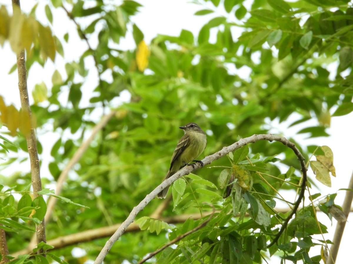 Forest Elaenia - ML643320348