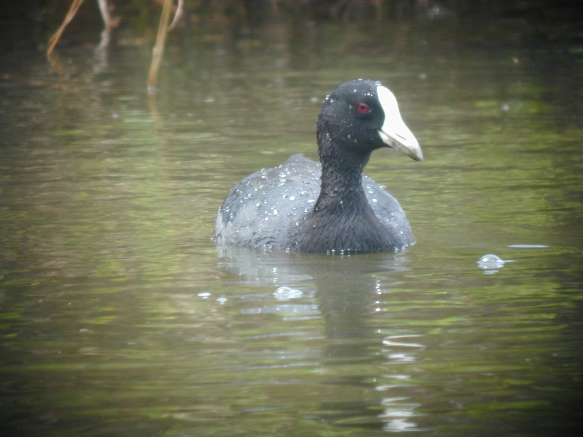 Hawaiian Coot - ML643320355
