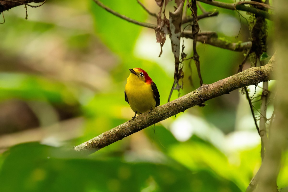 Wire-tailed Manakin - ML643320359