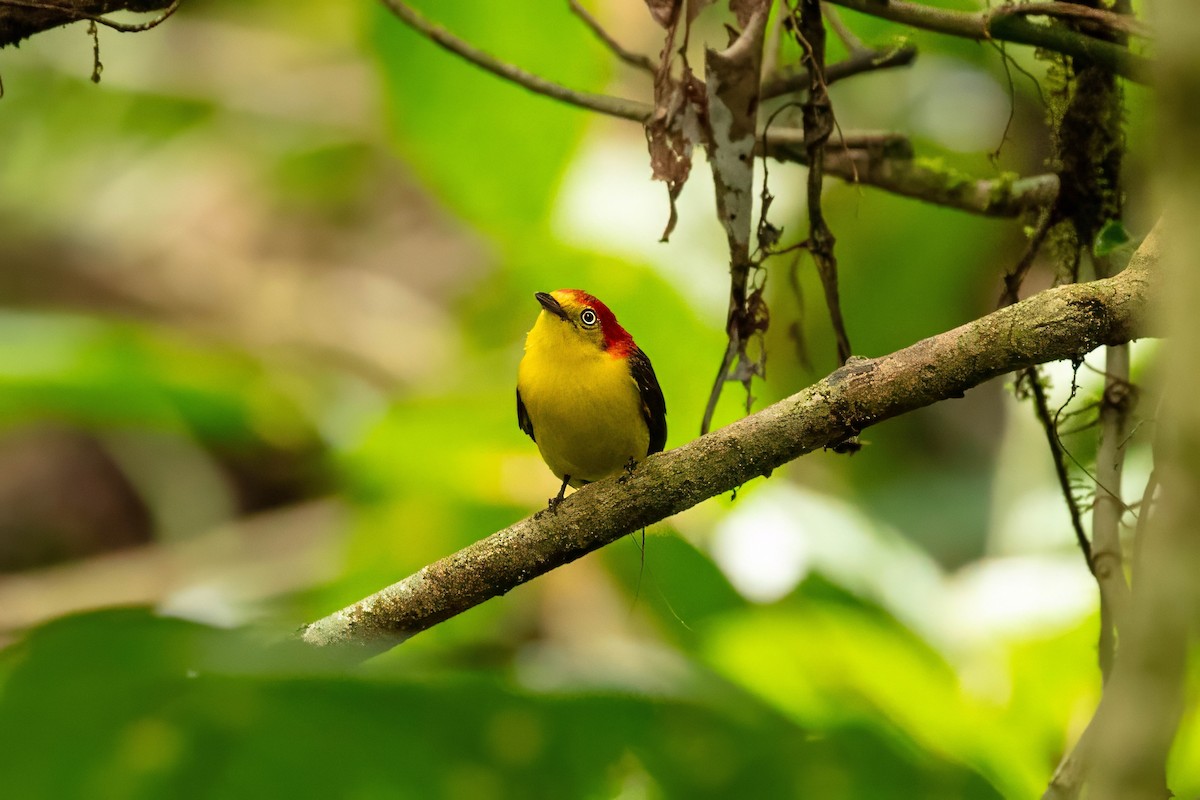 Wire-tailed Manakin - ML643320360