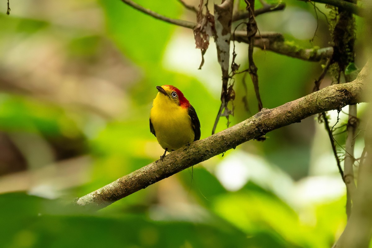 Wire-tailed Manakin - ML643320361