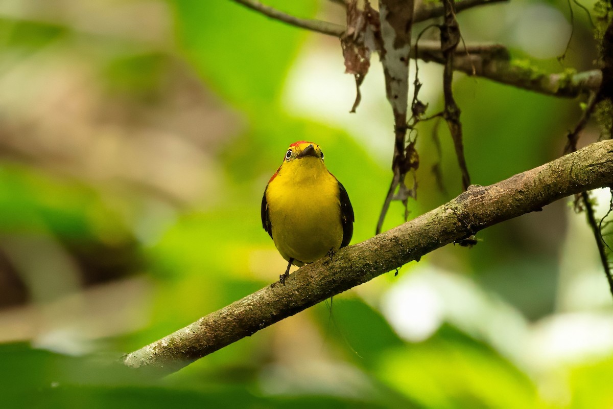 Wire-tailed Manakin - ML643320363