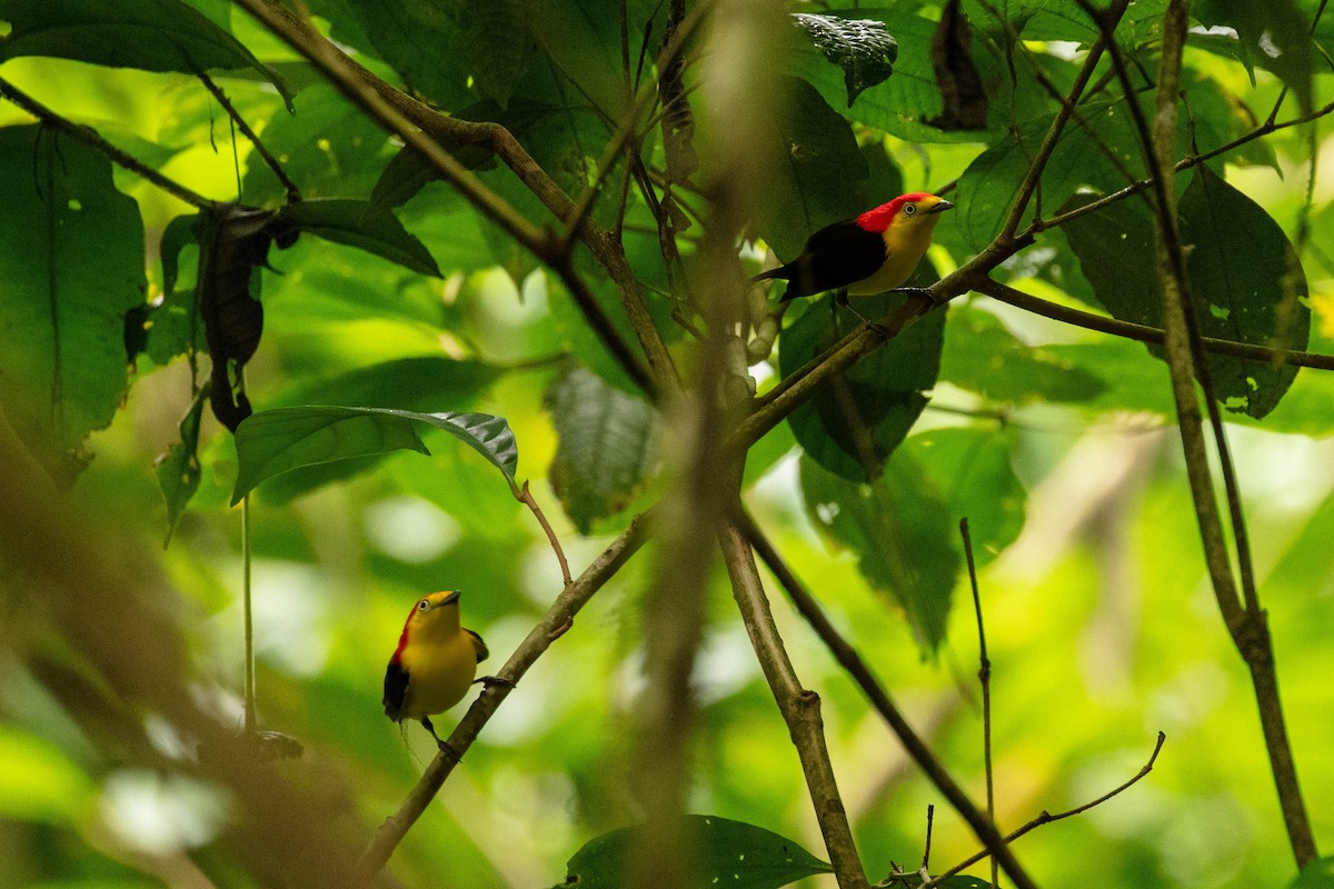 Wire-tailed Manakin - ML643320364