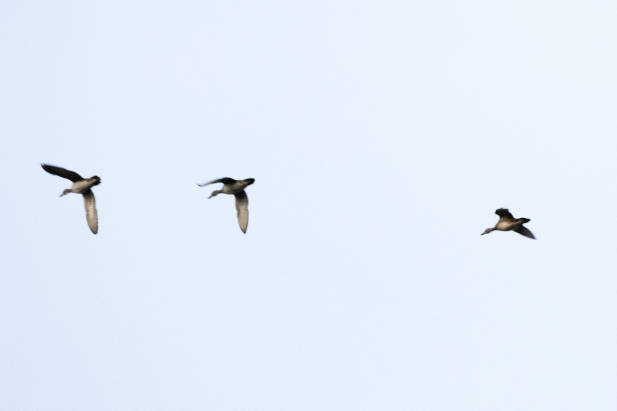 Anatidae sp. - ML643320377