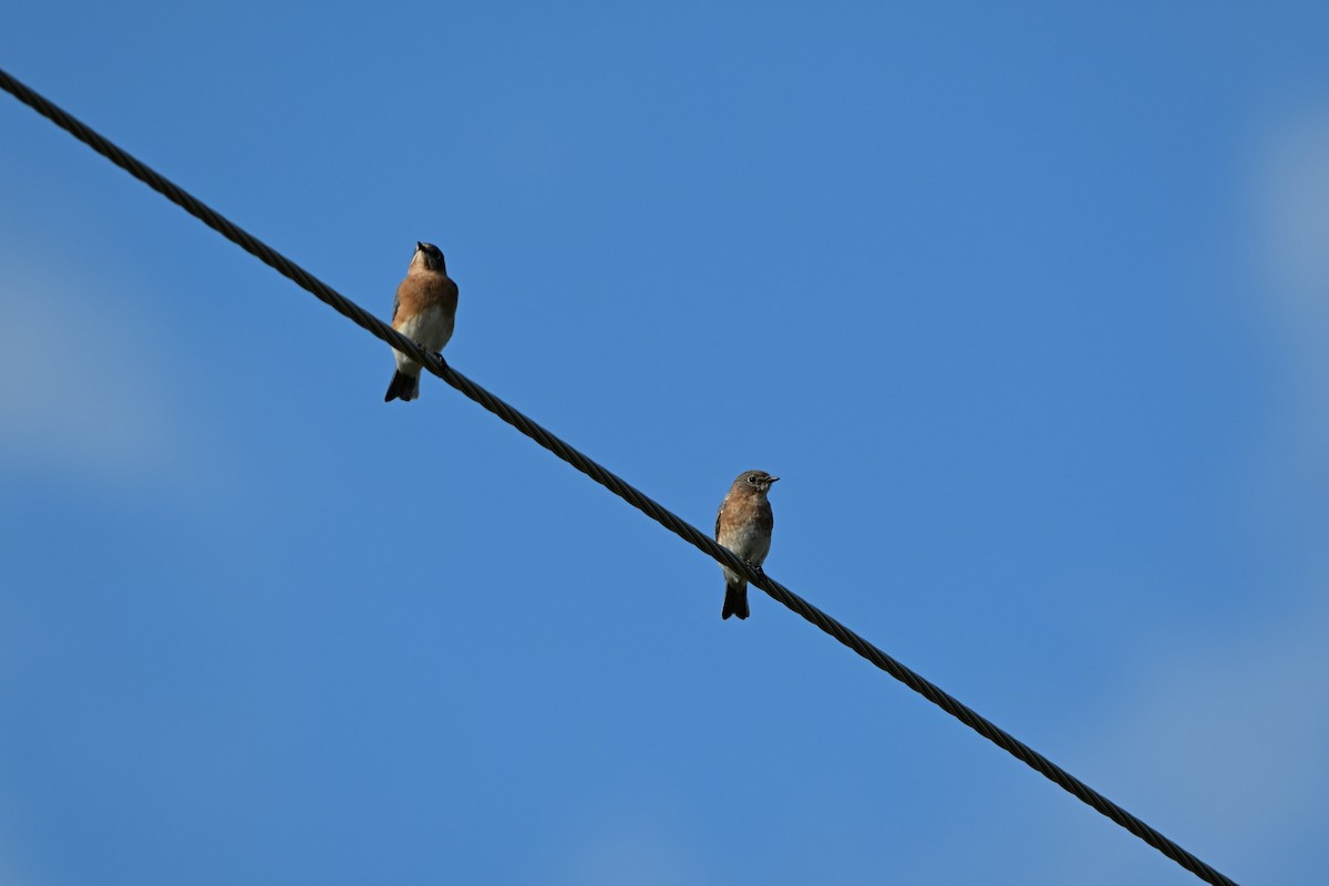 Eastern Bluebird - ML643320386