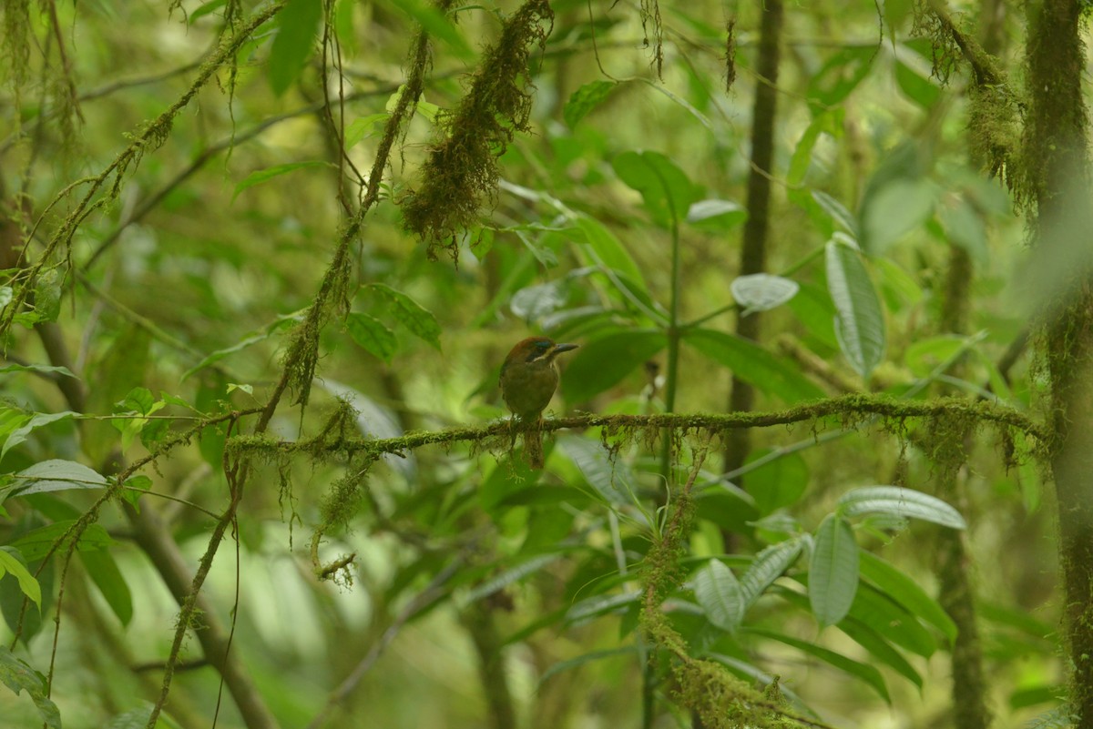 Tody Motmot - ML643320388