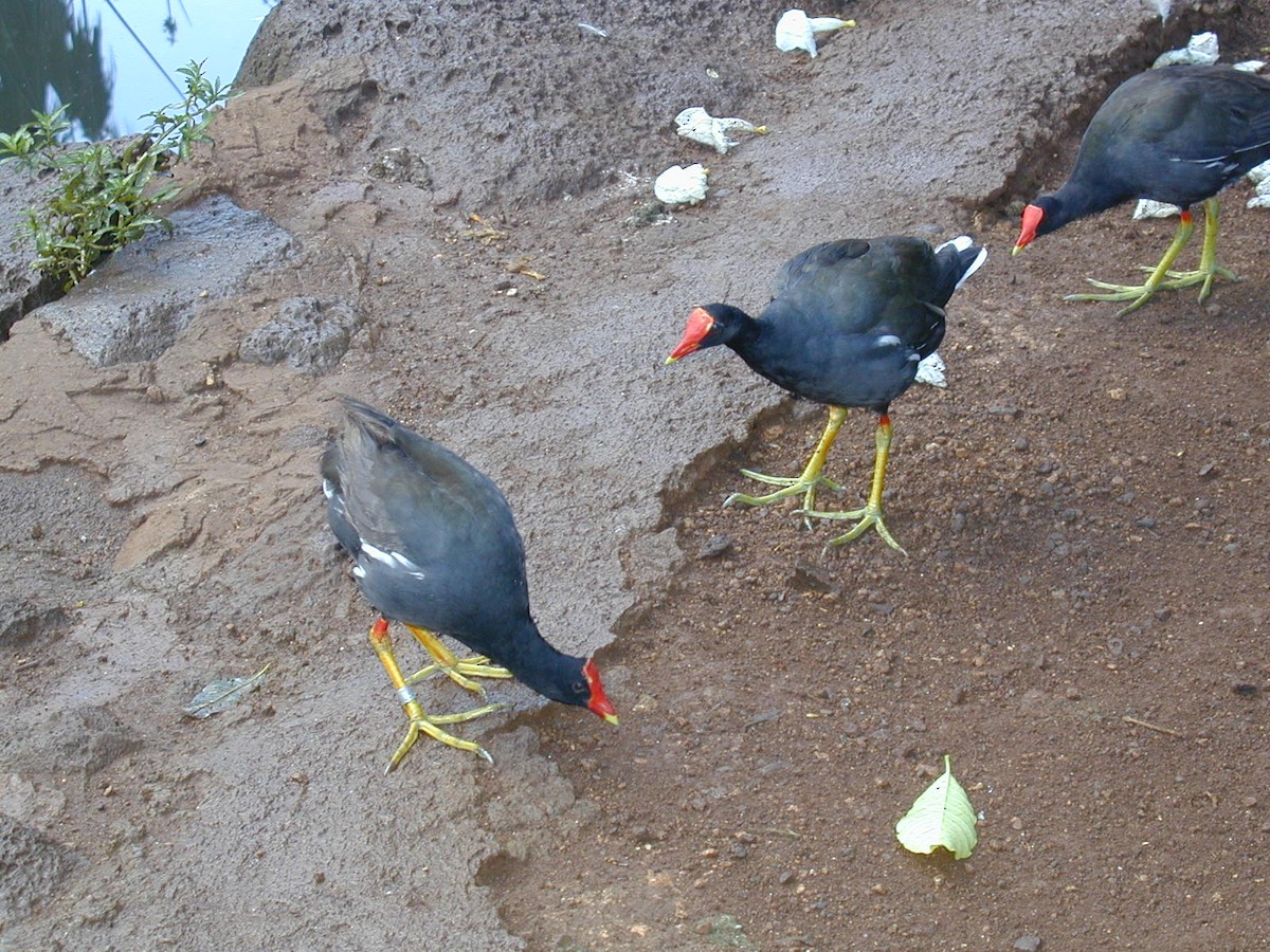 Common Gallinule (Hawaiian) - ML643320416