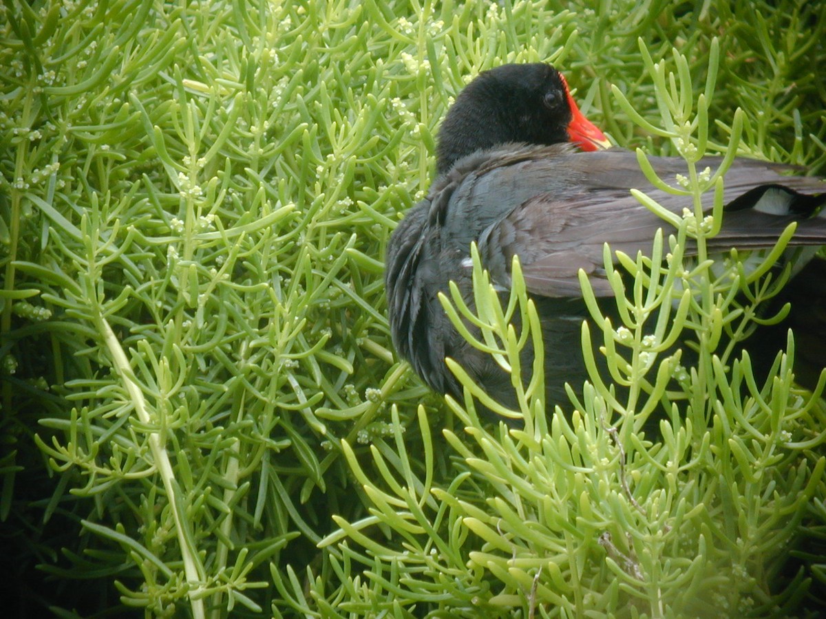Common Gallinule (Hawaiian) - ML643320421