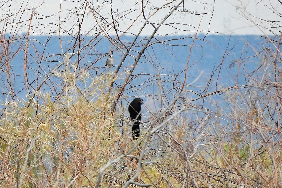 White-crowned Sparrow - ML643320423