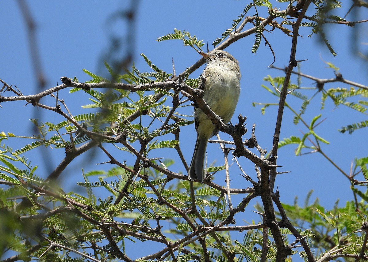 Gray Flycatcher - ML643320425