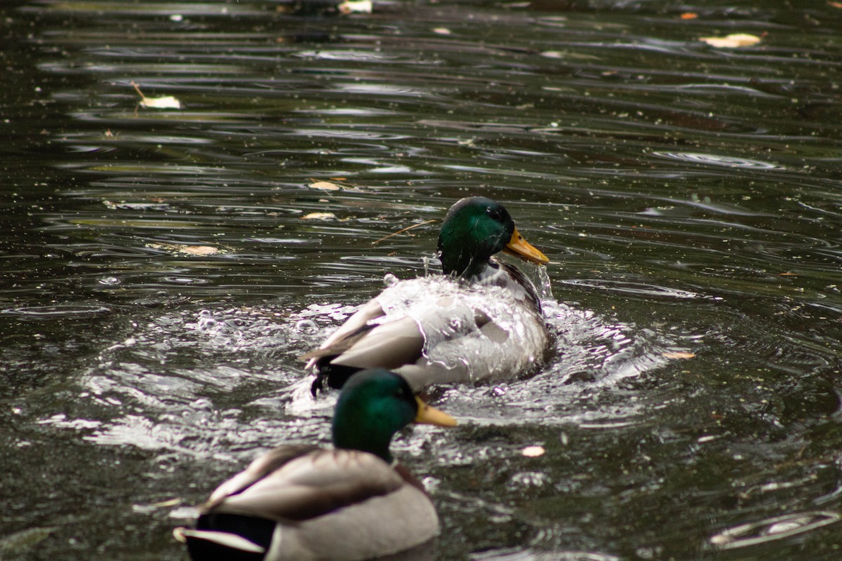 Canard colvert - ML643320426