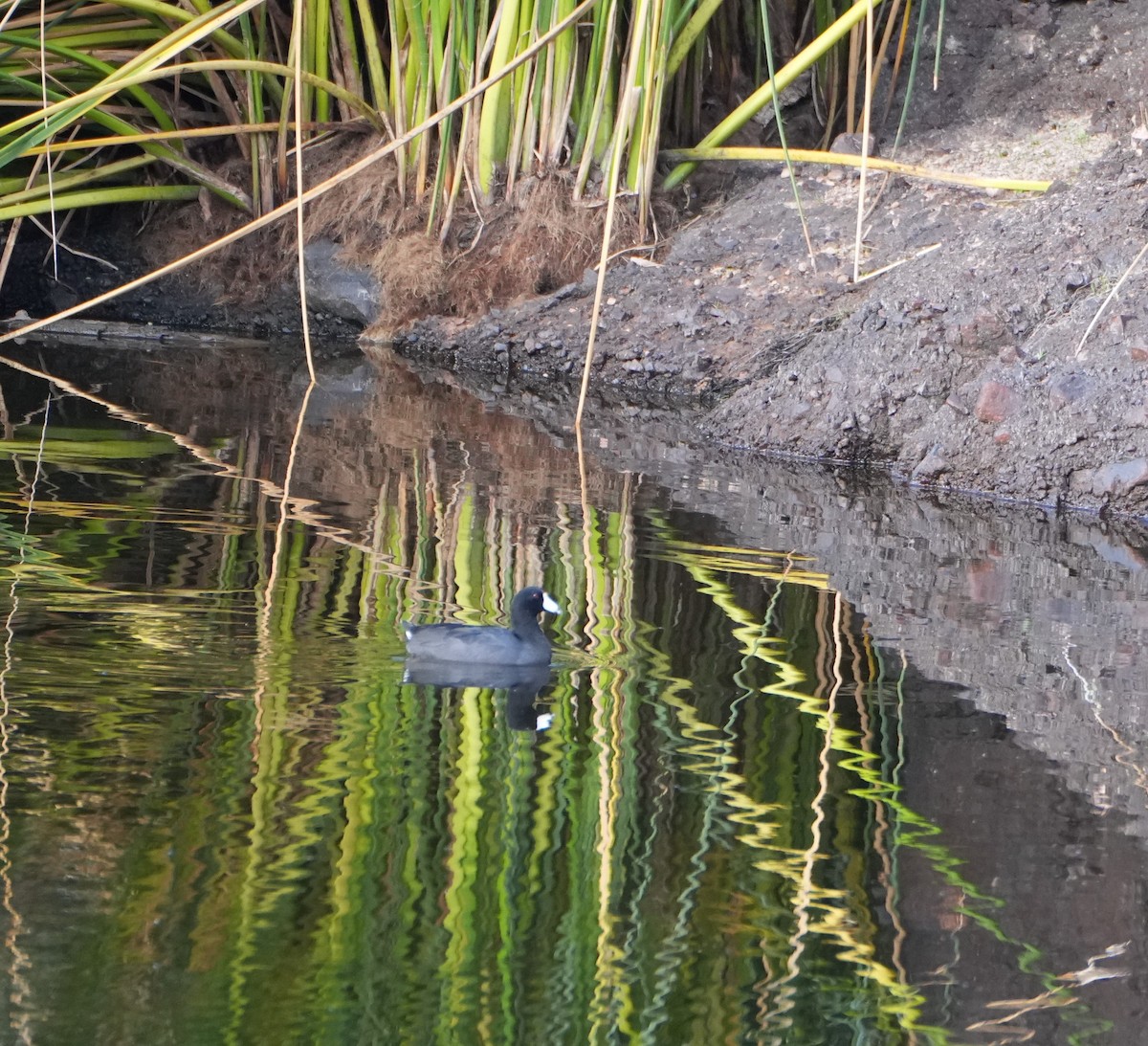 American Coot - ML643320446