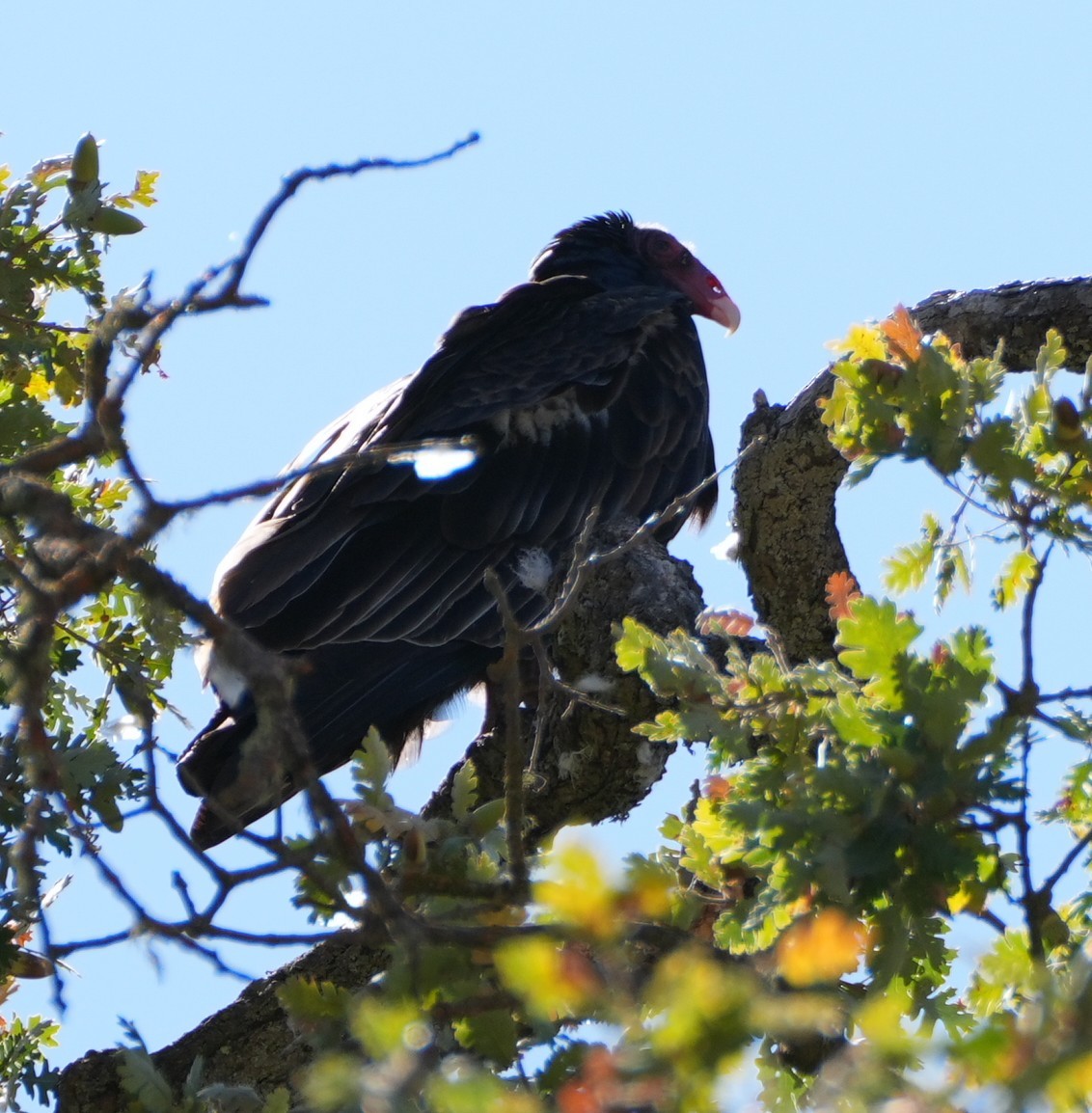 Turkey Vulture - ML643320459