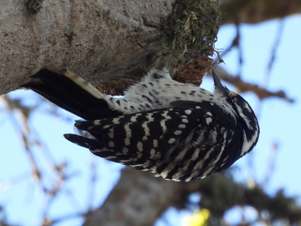 Nuttall's Woodpecker - ML643320460