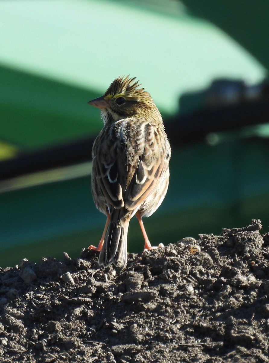 Savannah Sparrow - ML643320468