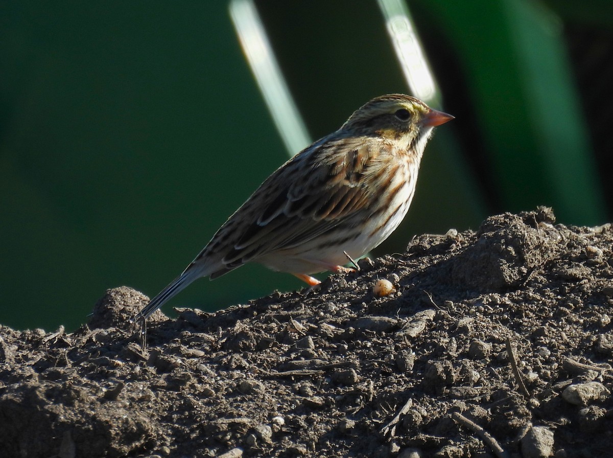 Savannah Sparrow - ML643320469