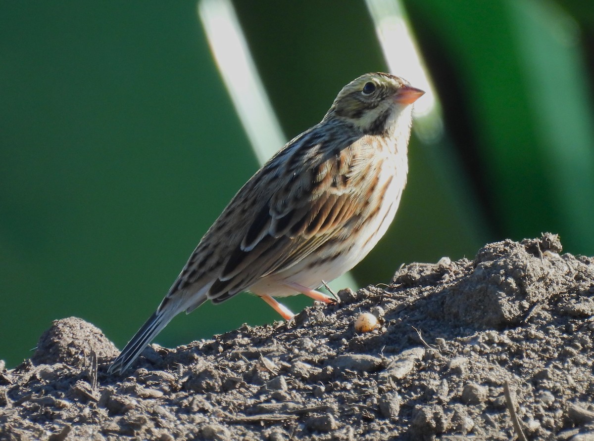 Savannah Sparrow - ML643320470
