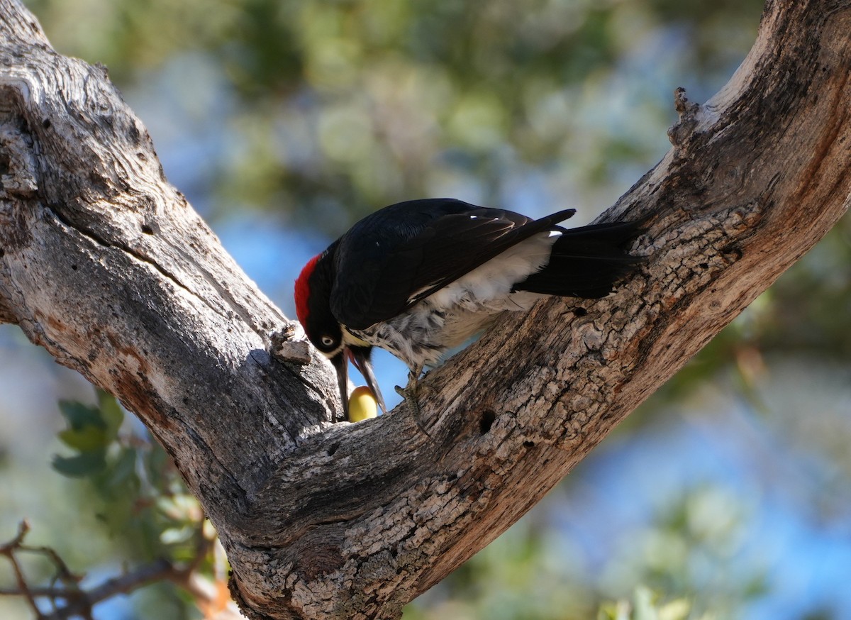 Acorn Woodpecker - ML643320472