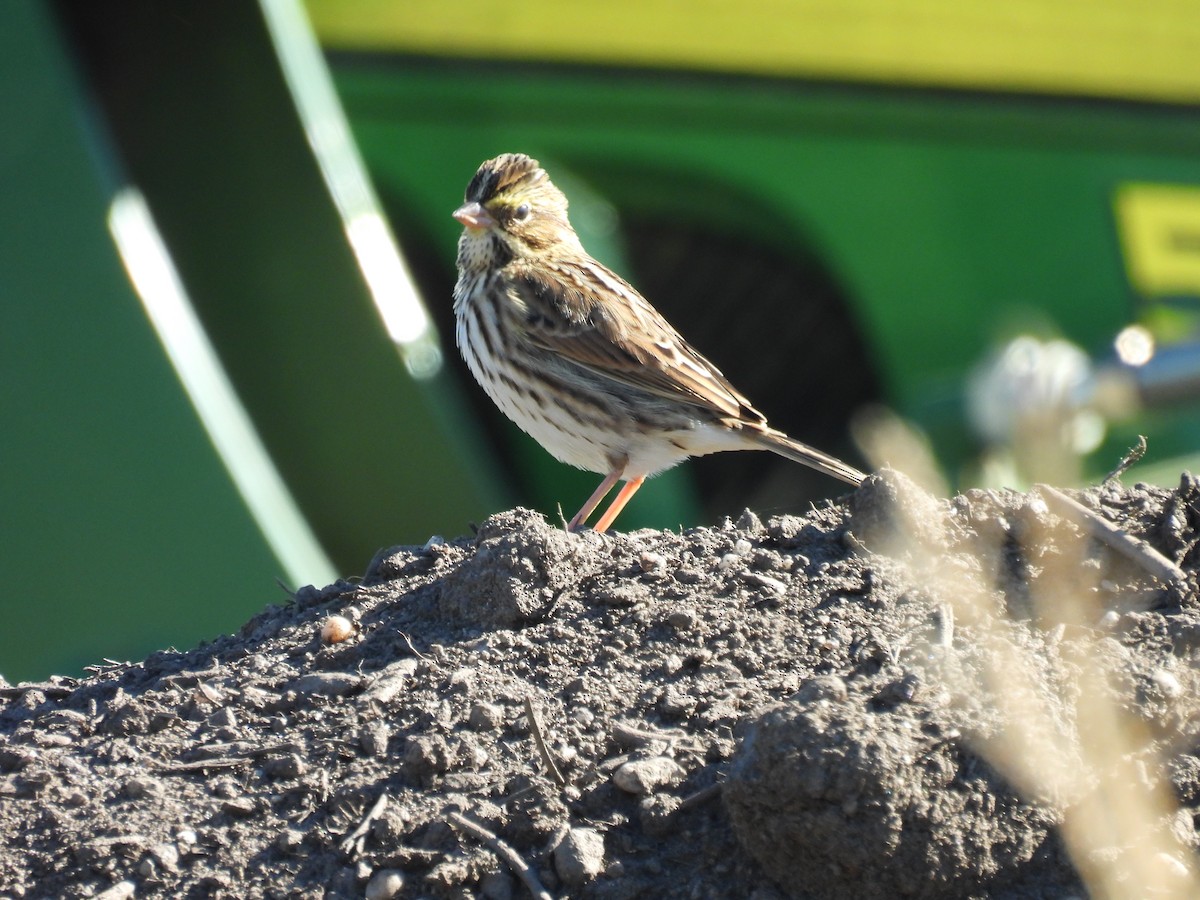 Savannah Sparrow - ML643320473