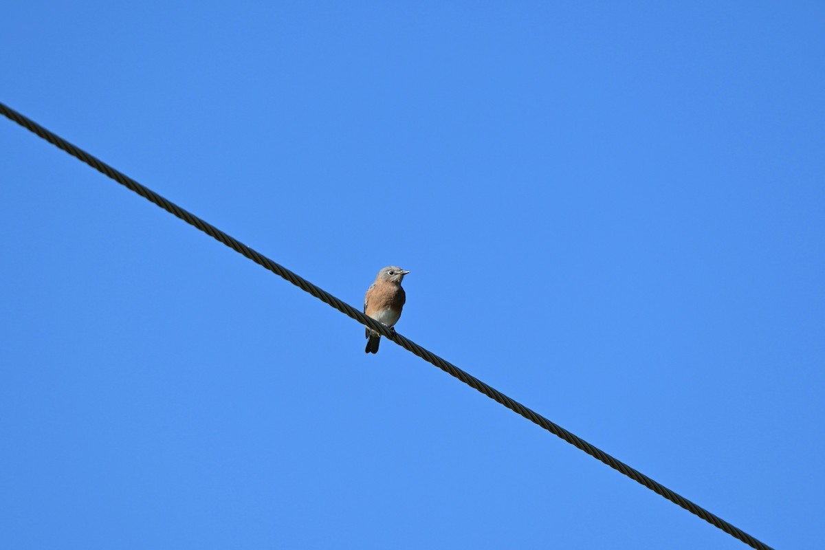 Eastern Bluebird - ML643320485