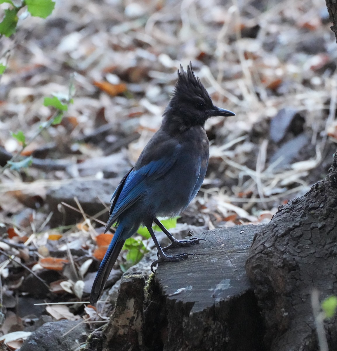 Steller's Jay - ML643320487