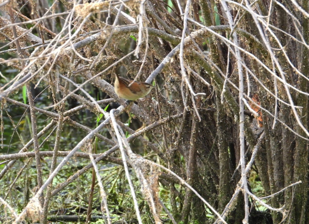 Marsh Wren - ML643320490