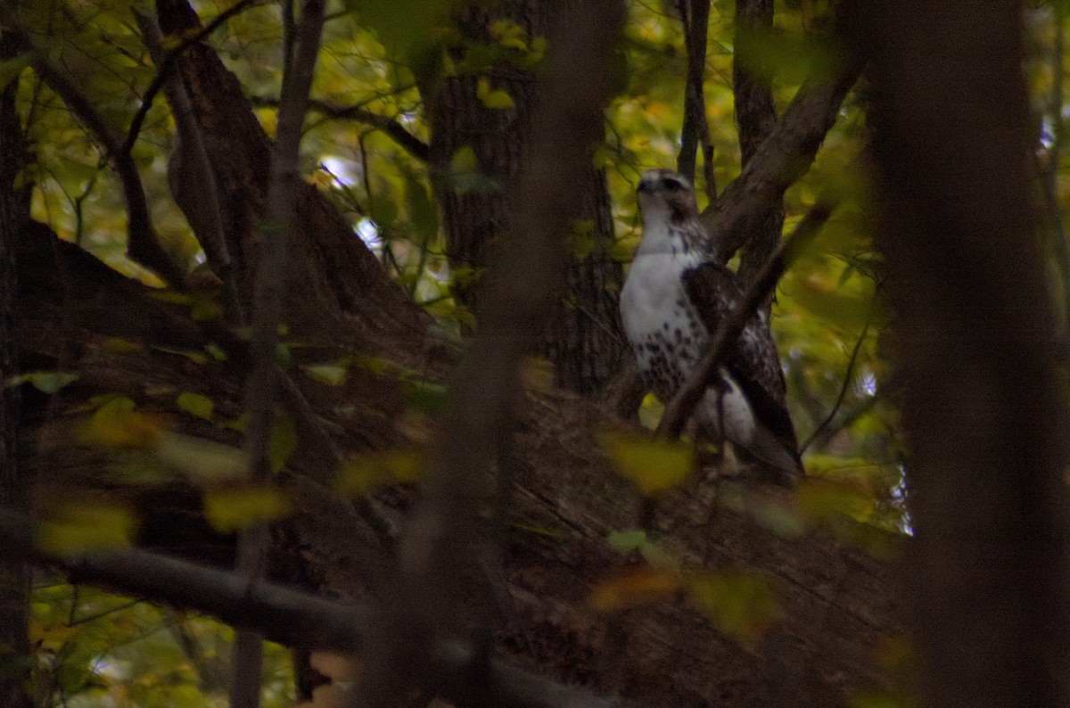 Канюк неоарктичний - ML643320491