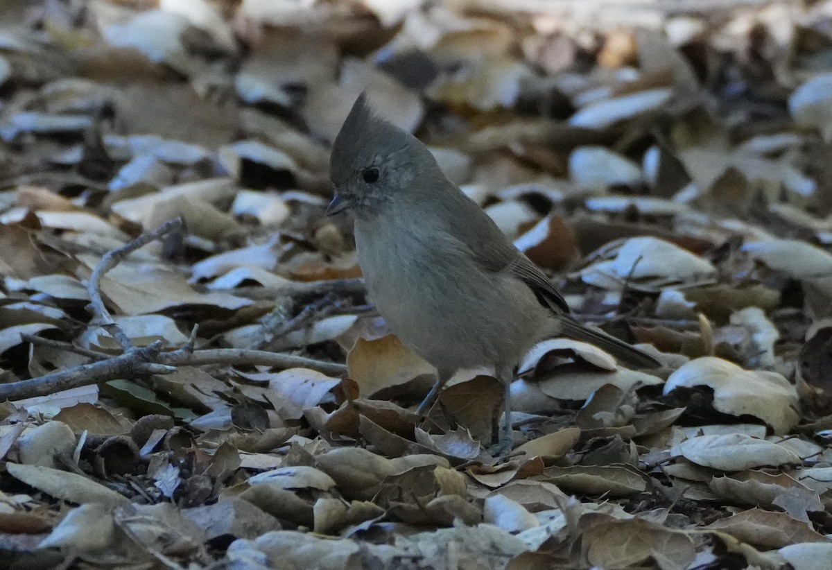 Oak Titmouse - ML643320493