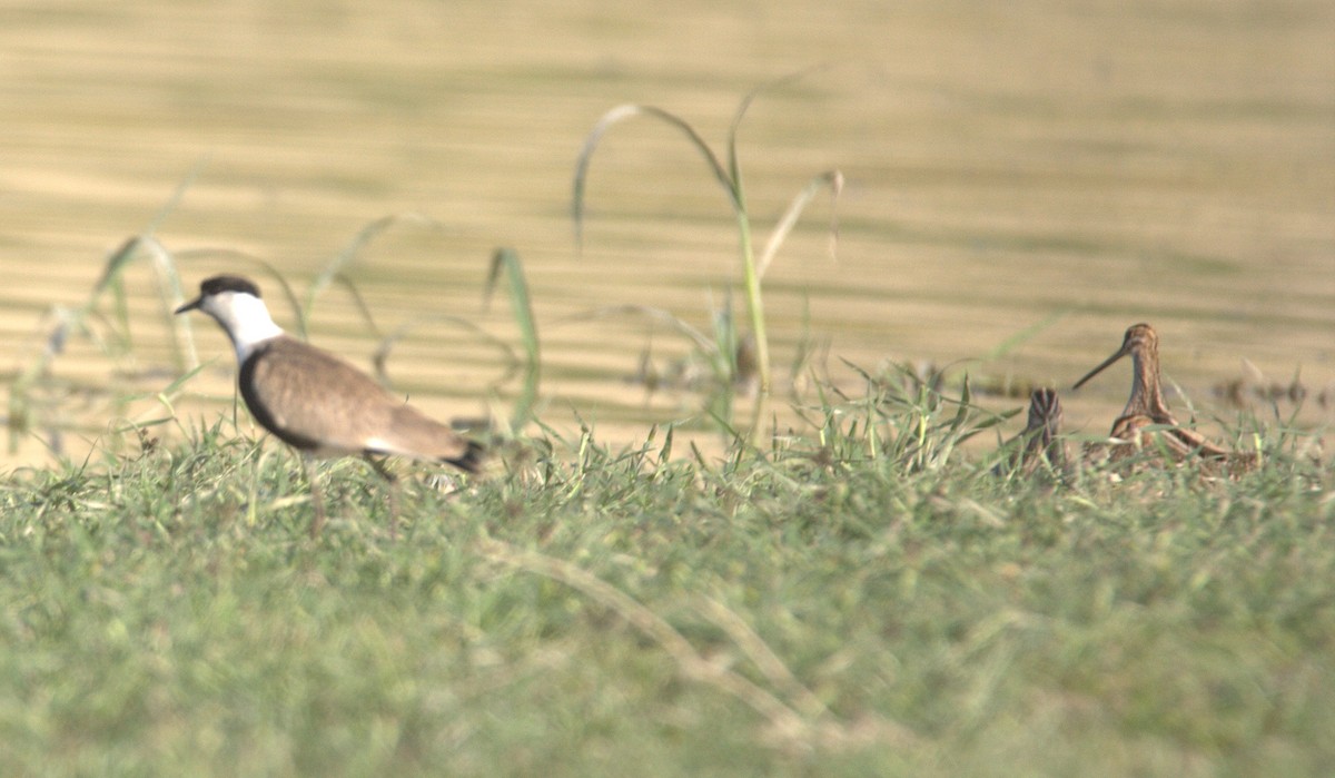 Spur-winged Lapwing - ML643320494
