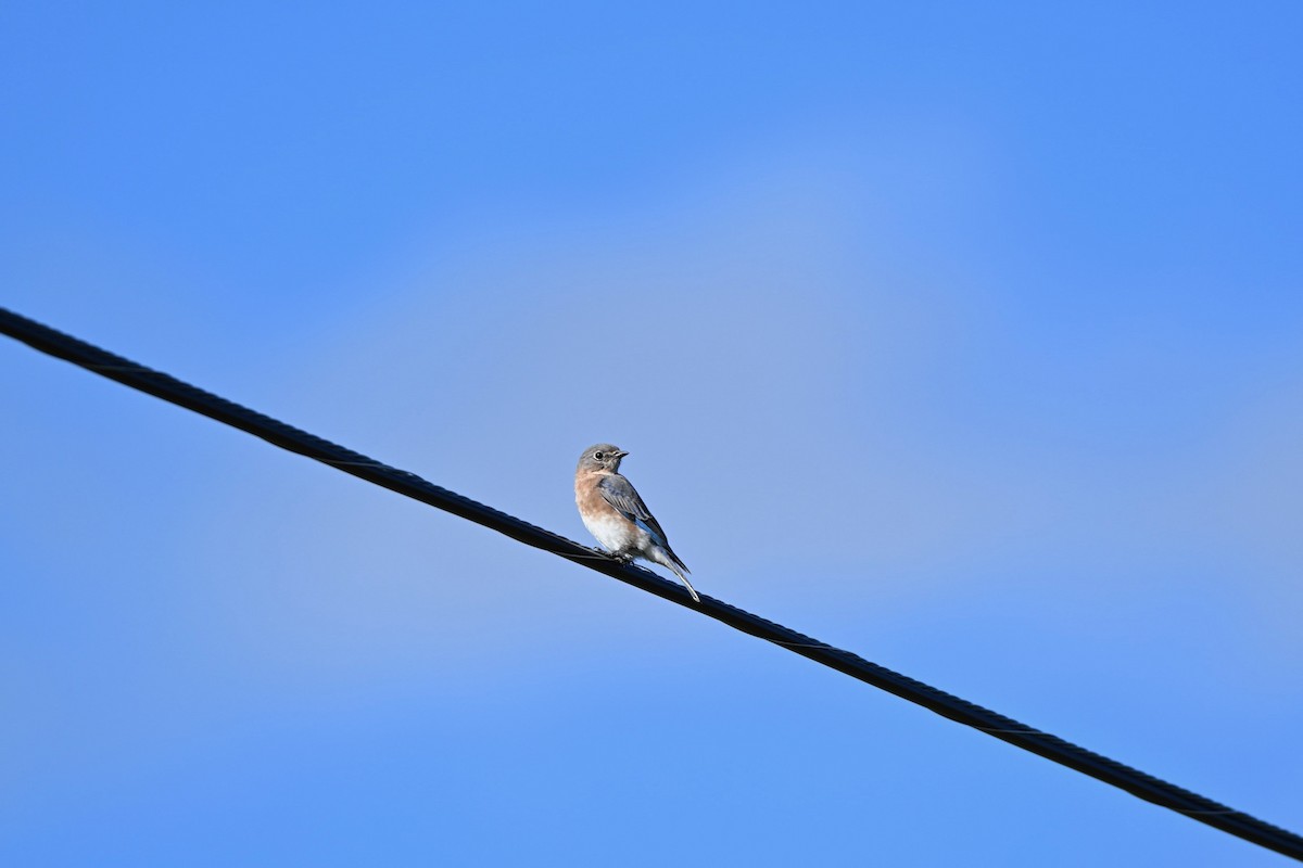 Eastern Bluebird - ML643320497