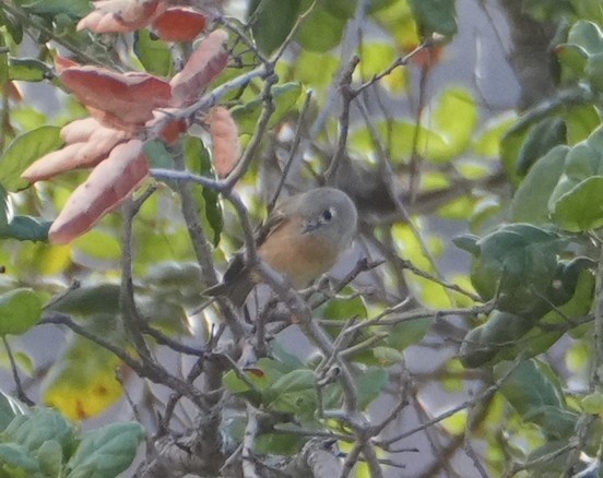 Ruby-crowned Kinglet - ML643320502