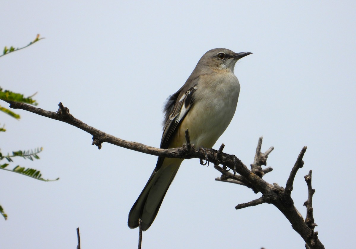 Northern Mockingbird - ML643320506